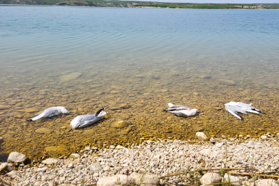 Martı ölümleri korkuttu! Sebebi araştırılıyor