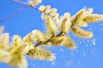 Alerjisi olanlar dikkat! Afrika Tozu ve Polenlerden korunma yöntemleri