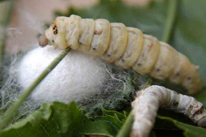 İpek Böceği: Doğal mucizenin sırrı