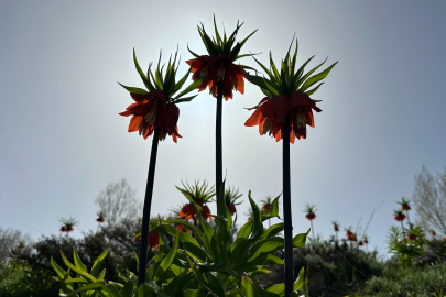 Ters laleler, güzelliğiyle görenleri mest etti