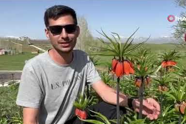 Yüksekova’da ters laleler kendine hayran bıraktı