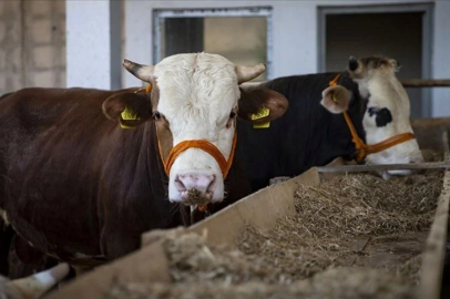 2024 kurbanlık fiyatları belli oldu mu? 1 ton dana kaç bin TL?