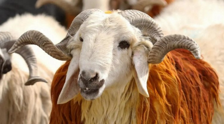 2024 kurbanlık fiyatları belli oldu mu? 1 ton dana kaç bin TL? -Bursa Hayat Gazetesi-2