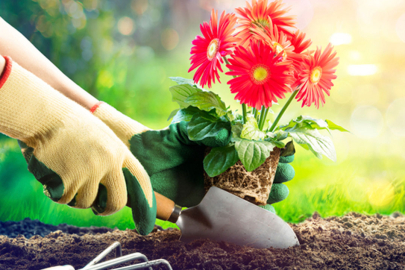 Çiçek ekimi rehberi: Renkli bir bahçeye doğru adımlar