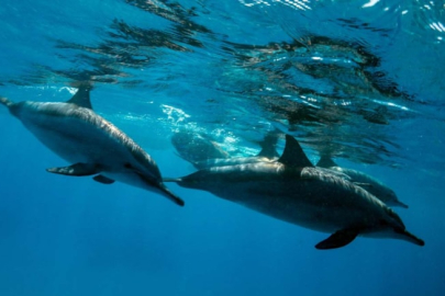 2 yıllık çalışma! 1500 yunusa ev sahipliği yapıyor