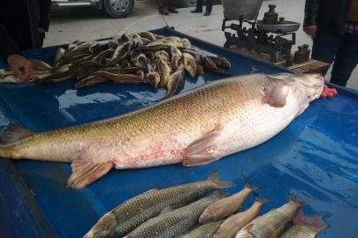 Yakaladığı dev turna balığı ilgi odağı oldu