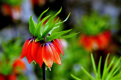 Baharın gelmesiyle birlikte ters laleler kendini gösterdi