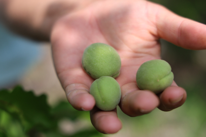 Geçen sene don vuran kayısıyı bu sene de sis vurdu