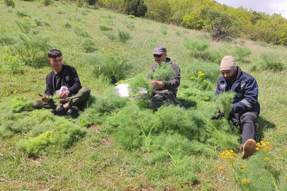 Keledoş yemeğinde kullanılıyor! Bitlis'te heliz otu mesaisi