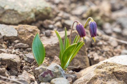 2 haftalık ömürleri var! Bu çiçeğe dokunan yandı