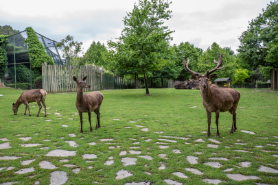 Bursa Hayvanat Bahçesi'nde kaç hayvan var?