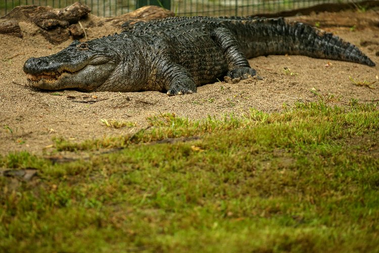 Bursa Hayvanat Bahçesi'nde kaç hayvan var? Bursa Hayat Gazetesi -7