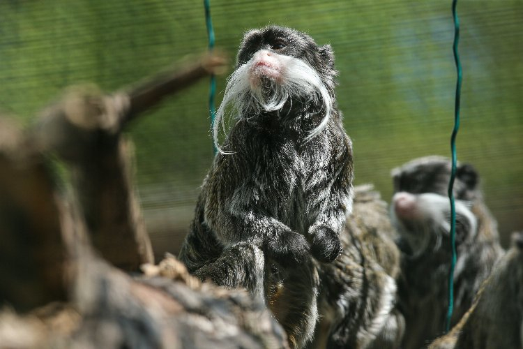 Bursa Hayvanat Bahçesi'nde kaç hayvan var? Bursa Hayat Gazetesi -2