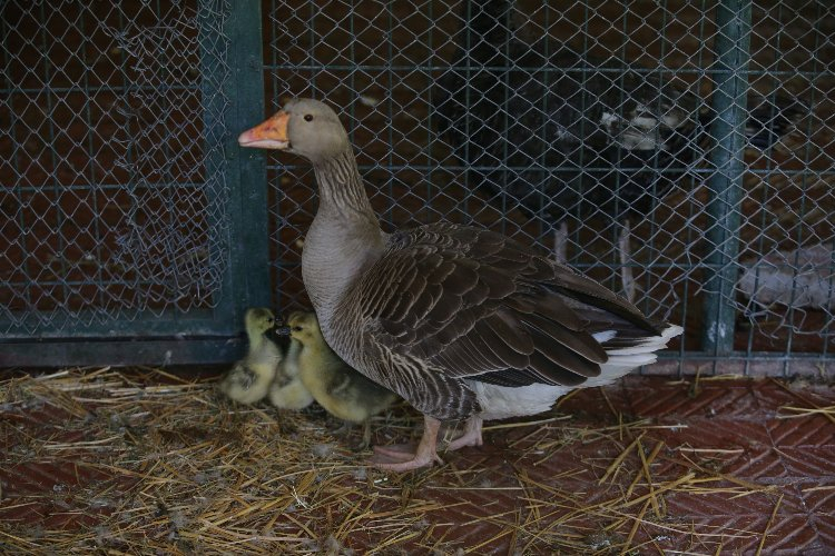 Bursa Hayvanat Bahçesi'nde kaç hayvan var? Bursa Hayat Gazetesi -3