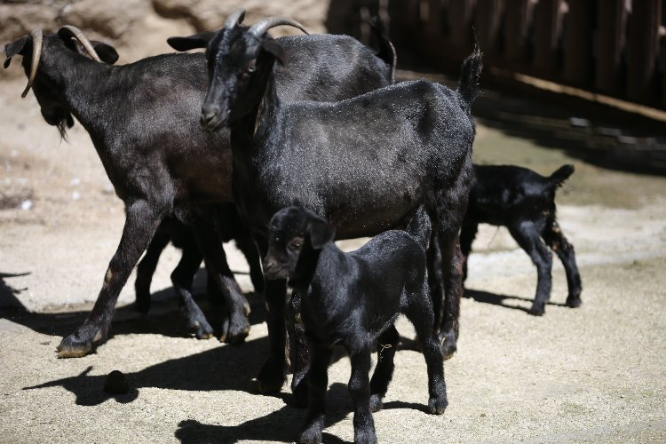 Bursa Hayvanat Bahçesi'nde kaç hayvan var? Bursa Hayat Gazetesi -4