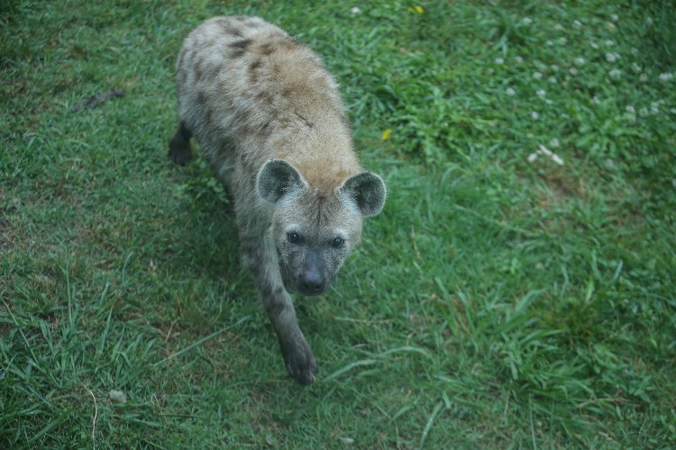 Bursa Hayvanat Bahçesi'nde kaç hayvan var? Bursa Hayat Gazetesi -5