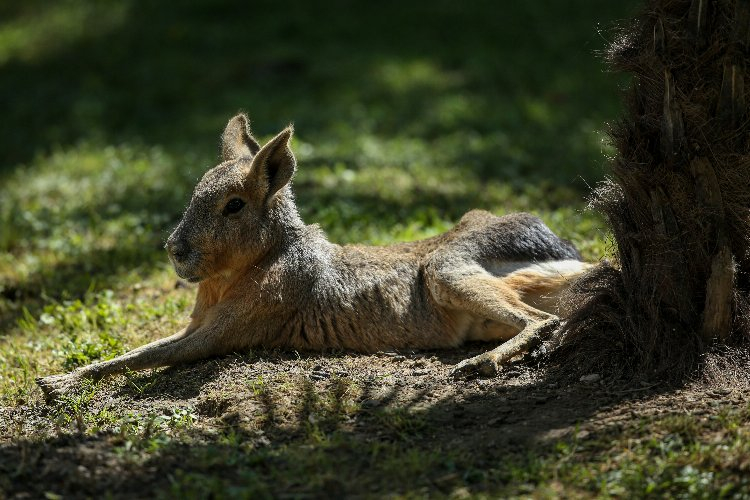 Bursa Hayvanat Bahçesi'nde kaç hayvan var? Bursa Hayat Gazetesi -6