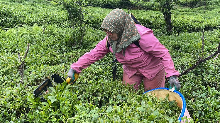 Maliyetler arttı, çay makasları tarih oldu! Bursa Hayat Gazetesi -4