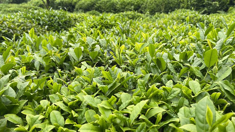 Maliyetler arttı, çay makasları tarih oldu! Bursa Hayat Gazetesi -3