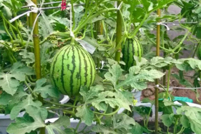 Saksıda karpuz yetiştirmenin püf noktaları