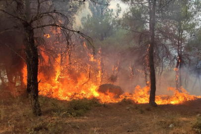 Orman yangınlarına karşı alınabilecek önlemler: Doğanın korunması ve güvenliğimiz için hayati adımlar