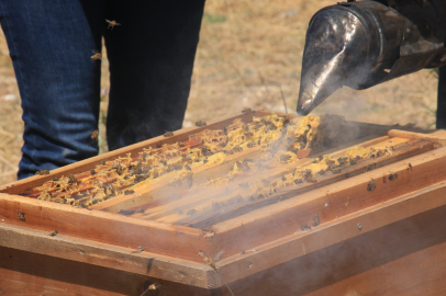 Gerçek balın maliyeti bu fiyatın altındaysa dikkat!