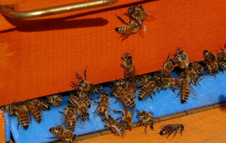 Gerçek balın maliyeti bu fiyatın altındaysa dikkat!  Bursa Hayat Gazetesi -2