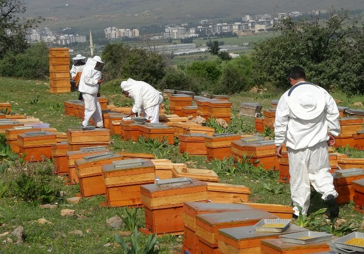 Gerçek balın maliyeti bu fiyatın altındaysa dikkat!  Bursa Hayat Gazetesi -4