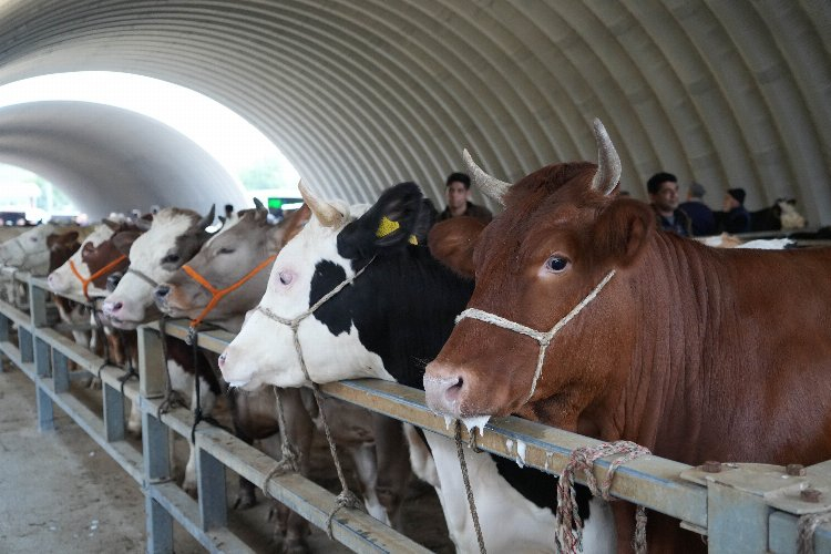 Kurbanlıkların yolculuğu başladı! Fiyatlar belli oldu - Bursa Hayat Gazetesi-3