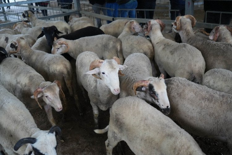 Kurbanlıkların yolculuğu başladı! Fiyatlar belli oldu - Bursa Hayat Gazetesi-2