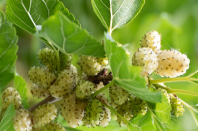 Dut yaprağı: Şifalı bir güç kaynağı