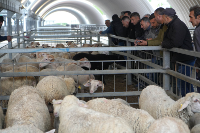 Kurbanlıkların yolculuğu başladı! Fiyatlar belli oldu
