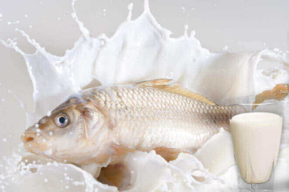 Balık yedikten sonra süt ürünleri tüketilmemeli: Bilimsel çalışmalar ne diyor?