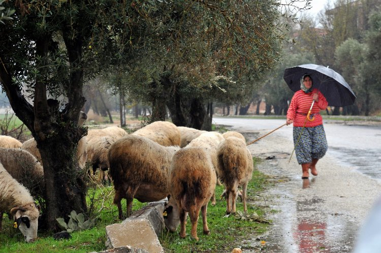 Anadolu'yu iklim değişikliği vurdu! Bursa Hayat Gazetesi -3