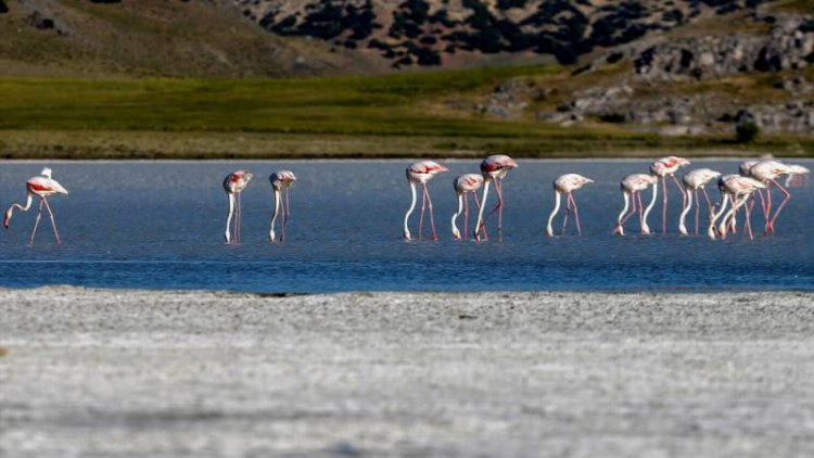 Flamingo cenneti: Yarışlı Gölü -Bursa Hayat Gazetesi-2