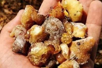 Çam sakızı: Doğadan gelen lezzet ve şifa