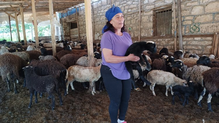 10 koyunla başladığı işinin patronu oldu - Bursa Hayat Gazetesi-2