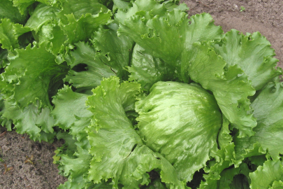 Evde marul yetiştirmenin keyfini keşfedin!