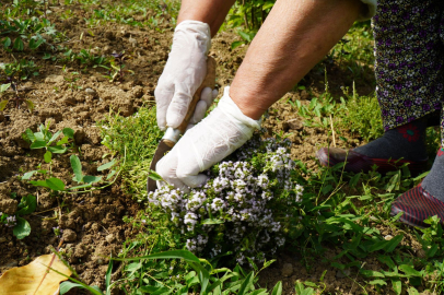 Yalova'da 40 dönümlük arazide kekik hasadı başladı
