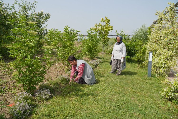 Yalova'da 40 dönümlük arazide kekik hasadı başladı - Bursa Hayat Gazetesi-2