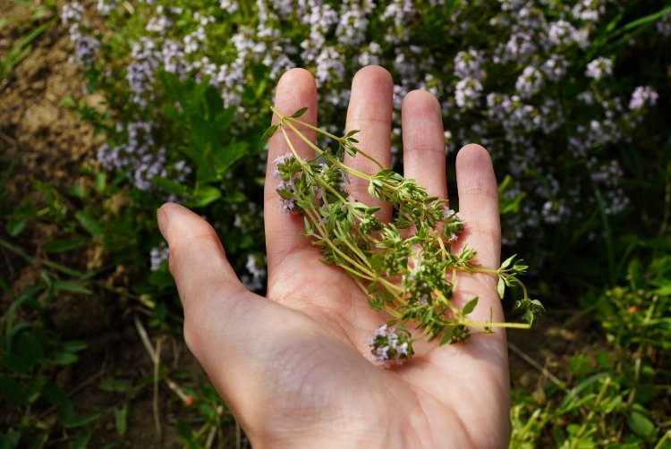 Yalova'da 40 dönümlük arazide kekik hasadı başladı - Bursa Hayat Gazetesi-3