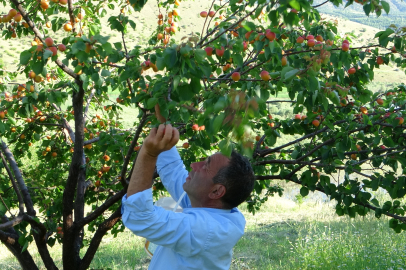 Dünyanın kayısı başkentinde hasat başladı!