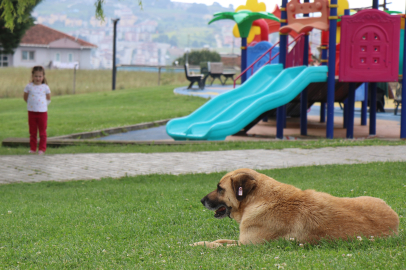 5 yaşındaki çocuk parkta köpek saldırısına uğradı