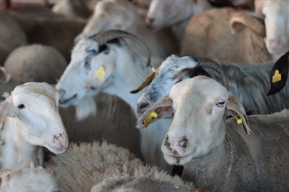 10 soru 10 cevap: Vekaletle kurban kesimi nasıl yapılır?