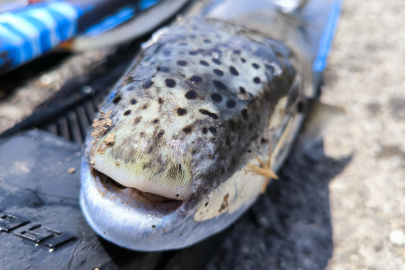 Mersin'de amatör balıkçı zıpkınla balon balığı avladı