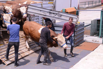 Bursa İnegöl'de hayvan pazarı kapılarını açtı