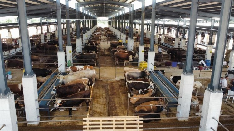 Bursa İnegöl'de hayvan pazarı kapılarını açtı - Bursa Hayat Gazetesi-3