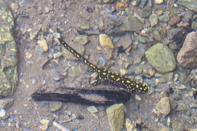 Nesli tehlike altındaki "Anadolu Semenderi" Batman'da görüldü