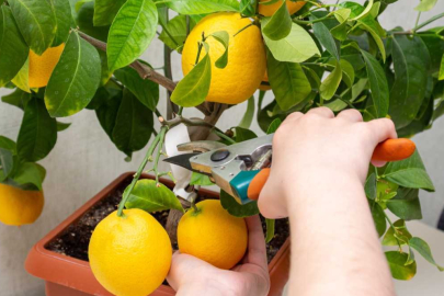 Saksıda limon ağacı nasıl yetiştirilir?