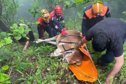 Trabzon'da uçuruma düşen ineği itfaiye kurtardı